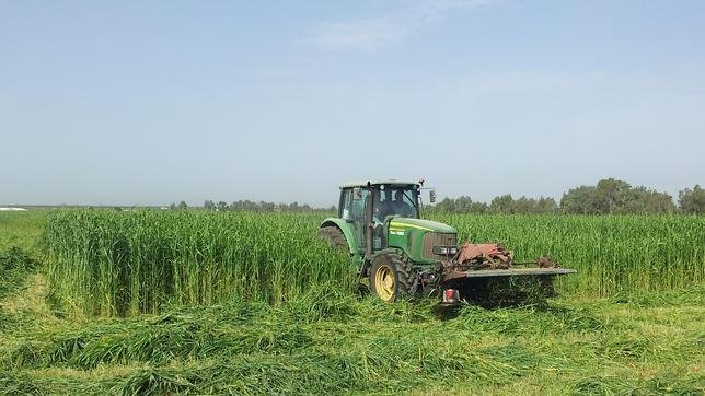 Desbroce con tractor para limpieza de parcelas grandes en Elche